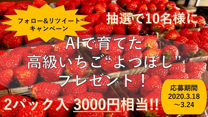 日本国内初のaiで育てた新品種いちご よつぼし 2パック3000円相当 が10名に当たる懸賞キャンペーン 懸賞情報と懸賞当選日記